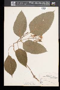 Collinsonia canadensis image