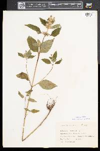 Galeopsis tetrahit image