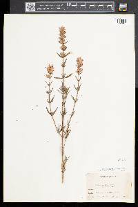 Hyssopus officinalis image