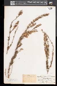 Hyssopus officinalis image