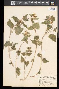 Lamium album image