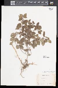 Mentha x gracilis image
