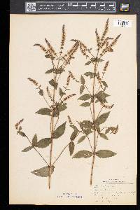 Mentha spicata image