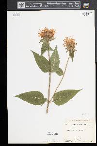 Monarda clinopodia image