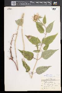 Monarda clinopodia image