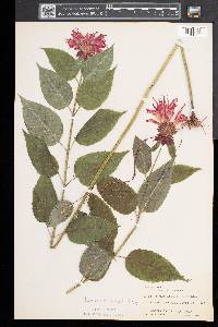 Monarda didyma image