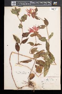 Monarda didyma image