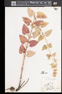 Nepeta cataria image