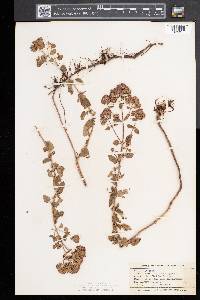 Origanum vulgare image