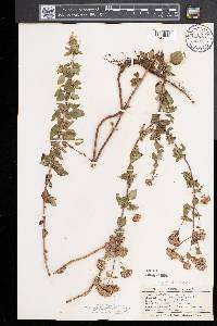 Origanum vulgare image