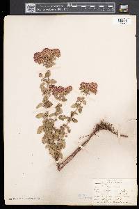 Origanum vulgare image