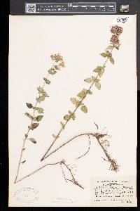 Origanum vulgare image