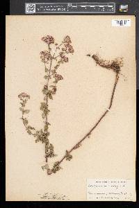 Origanum vulgare image