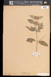 Pycnanthemum incanum image