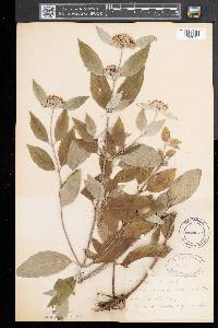 Pycnanthemum incanum image