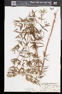 Pycnanthemum virginianum image