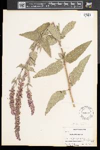 Salvia × sylvestris image