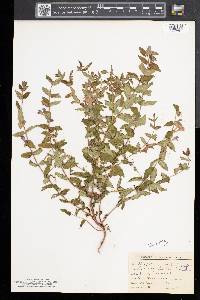 Scutellaria galericulata image