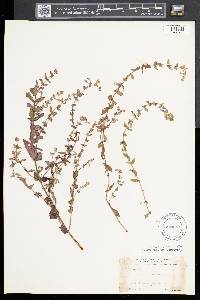 Scutellaria galericulata image