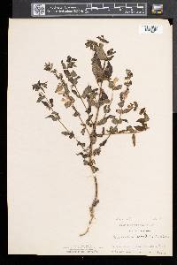 Scutellaria galericulata image