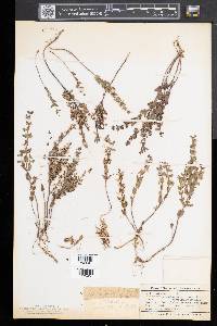 Scutellaria parvula image