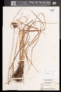 Scirpus atrocinctus image