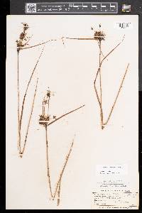 Scirpus atrocinctus image