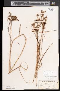 Scirpus atrocinctus image