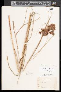 Scirpus atrocinctus image