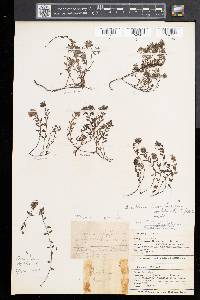 Thymus pulegioides image