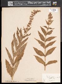 Stachys palustris image