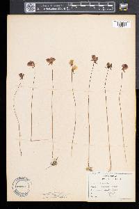 Utricularia cornuta image