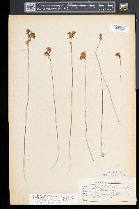 Utricularia cornuta image
