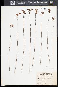 Utricularia cornuta image