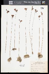 Utricularia cornuta image