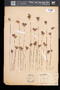 Utricularia cornuta image