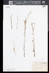 Utricularia geminiscapa image