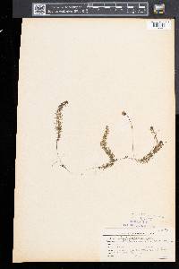 Utricularia intermedia image
