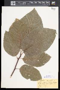 Magnolia acuminata image