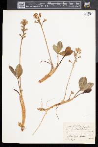Menyanthes trifoliata image
