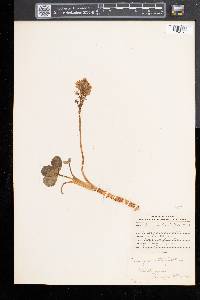 Menyanthes trifoliata image