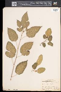 Morus alba image