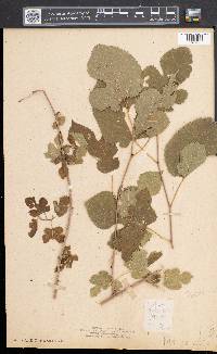 Morus alba image