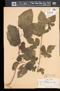 Morus alba image