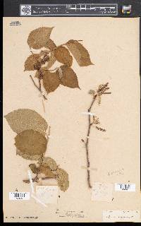 Morus alba image