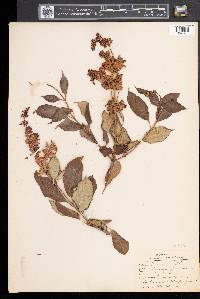 Syringa josikaea image