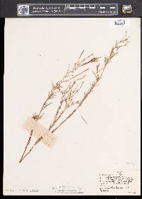 Epilobium palustre image