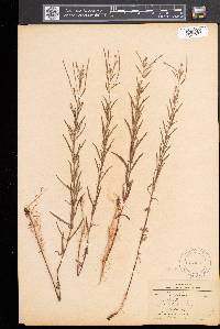 Epilobium palustre image