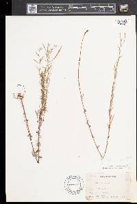 Epilobium strictum image