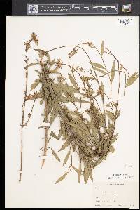 Oenothera gaura image